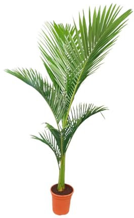 Garden Center Shop | Archontophoenix alexandrae M24 | Palmera Natural Elegante | Follaje Tropical de Alto Impacto | Ideal Interior y Jardín Moderno