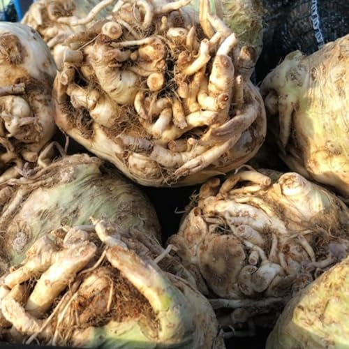 Celeriac Seeds - Giant Prague - 500 Celeriac Seeds – Suitable for UK Planting in Soil, Allotment, Balcony or Garden for Autumn Harvest – Packed in UK by Meldon Seeds