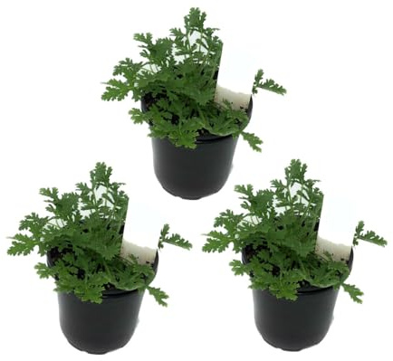 Plantas de GERANIO ANTIMOSQUITOS Set de 3 Unidades Vivas Plantas Naturales de Interior y Exterior