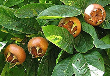 500 Real Medlar Seeds Mespilus germanica : Package Contatins seeds