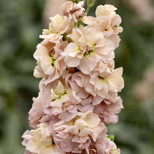 Stock Apricot Column - Hardy Annual - Exquisite Peach Blooms with Divine Fragrance - Continuous Flowering for Your Garden & Home - 1 Packet (75 Seeds) by Thompson and Morgan