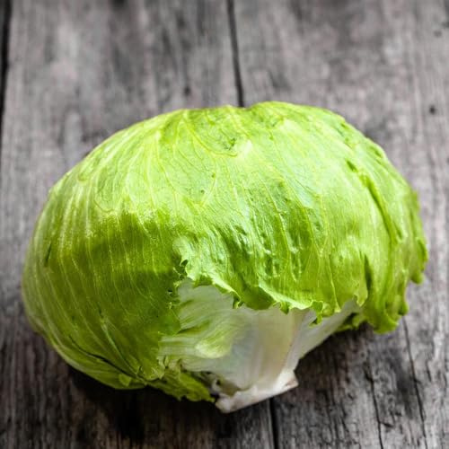 semillas de lechuga iceberg trepadoras resistentes frescas de lechuga iceberg de jardín exóticas resistentes, 1000pcs