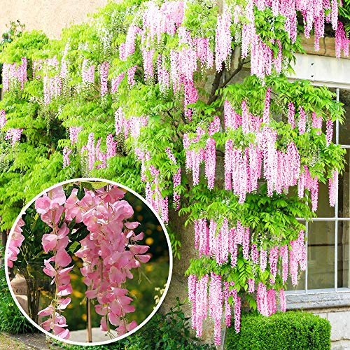 Wisteria Rosea | Pink Flowering Deciduous Hardy Climbing Garden Shrub Plant (60-80cm Incl. Pot)