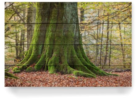 artboxONE Holzbild 60x40 cm Natur Alter Baumstamm im Märchenwald von Künstler Die Welt Tanzt Farben