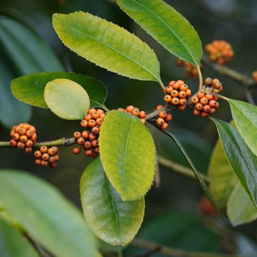 Semi di agrifoglio - Le sempreverdi sono resistenti Ilex chinensis - comprare semi di Le perenni sono semi di d'appartamento 100pcs