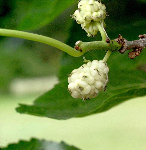 Weißer Maulbeerbaum 80-100cm - Morus alba - lebende Gartenpflanze aus den Baumschulen
