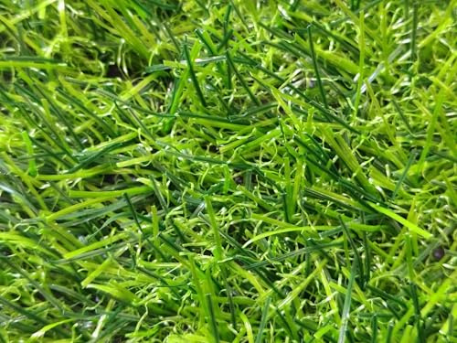 MUGAR | Césped artificial modelo TERRAZA PRO 20mm | Varias alturas 20 y 30mm| Césped decorativo barato y funcional para jardín, terrazas o exposiciones| 4 colores (Rollo 30mm 2x25m)