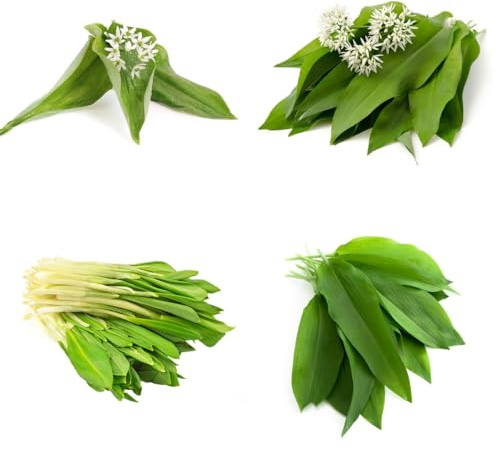semillas de ajo silvestre - ajo silvestre exóticas balcones elevados orgánicas cubrir el suelo Variedades de hortalizas tradicionales,s y 160semillas