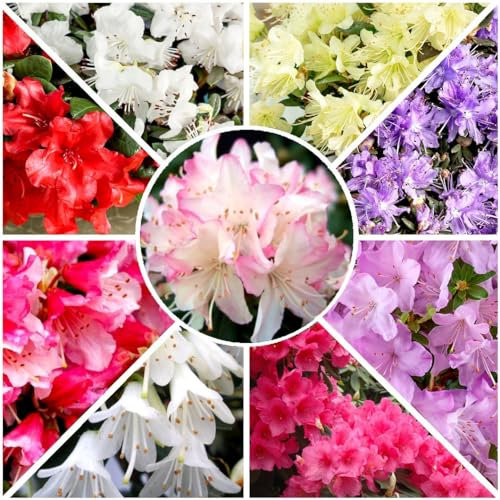 GrowOn Shrubs [x8] Dwarf Rhododendron Collection | Variety-Pack | Evergreen Shrubs | Outdoor Garden Ready Plants | Spring Flowering | Red, Pink, Purple, White, Yellow Flowers