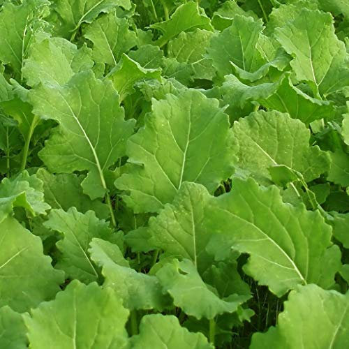 Sette cima di rapa semi - 500 semi