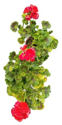 Geranio Rojo |Pack 2 Unidades |DECOALIVE | Geranios con Flores Rojas