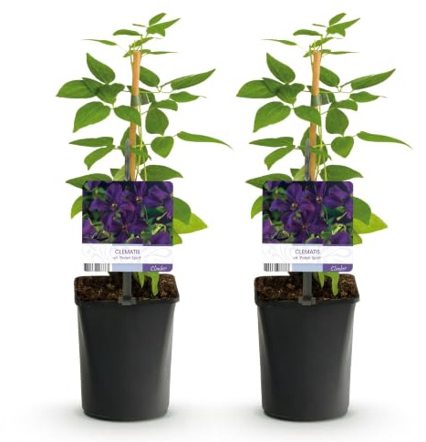 GreenboutiQ - Kletterpflanze - Clematis vit. Polish Spirit - Blüte Rosa - Wenig Pflege - 2 Pflanzen - Topf 11cm Höhe 40cm