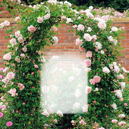 Arco pour rose jardin arc support pour plantes grimpantes en métal W80/120/140/180/16/240/260/280/300/350 cm Arche de mariage Arche de jardin tonnelle (couleur : blanc, taille : l 180 x 220 cm (W5,9 x