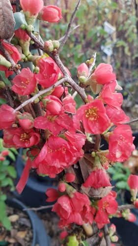 Chaenomeles speciosa 'Falconnet Charlet' / Cognassier du Japon rose saumon/Conteneur de 3 à 4 litres