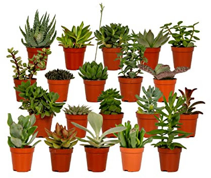 Sukkulenten Mix | 20 Stück - 7cm - Ø5,5cm - Zimmerpflanze - Multideal - Kakteen und Sukkulenten