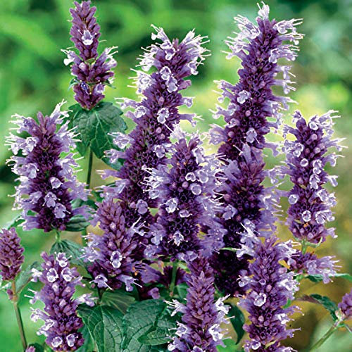 6 x Agastache à odeur de fenouil 'Black Adder' - Agastache - Godet 9x9 cm - Fleurs bleu-violet, attire les abeilles