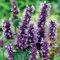 6 x Agastache 'Black Adder' - Vivaces Contenedor Pequeño 9cm x 9cm