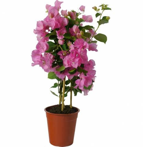 Buganvilla Natural Planta de Exterior con Abundate Inflorescencia