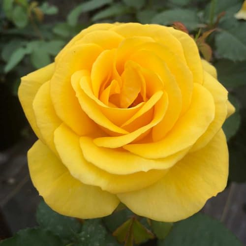 Heirloom Roses Yellow Rose Bush - Sol Desire® Live Floribunda Rose Plant for Outdoor Planting