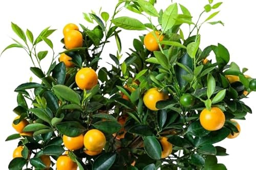 Kumquat Exótico Árbol Frutal Natural para Tu Jardín