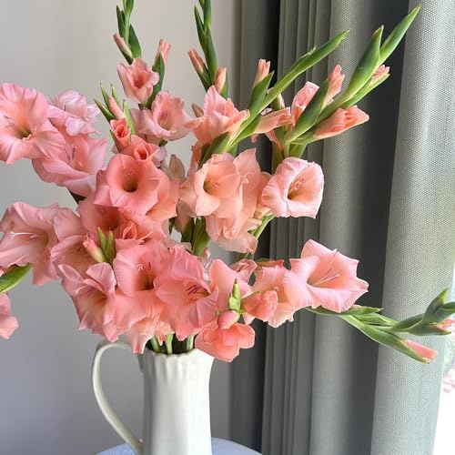 10 pcs Gladiolen Zwiebeln Winterhart Mehrjährig, Frühlingsblüher Zwiebeln, Seltene Pflanzen (Gladiolus) Bodendecker Winterhart Mehrjährig, Blumenwiese Nachhaltige Geschenke, Pflanzen