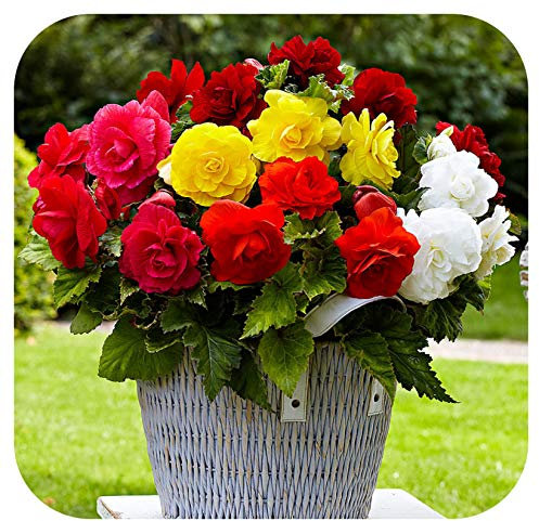 Begonia Non-Stop Double Tubers/Corms x 5 Mixed Colours Summer Flowering by Growtanical®