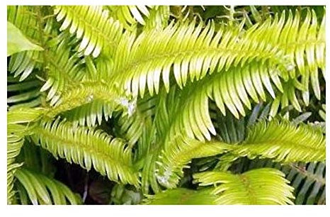 Stk - 10x Blechnum stipitatum Blätter gefiedert Farn Pflanzen - Samen B1938 - Seeds & Plants Shop by Ipsa