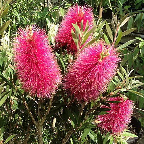 Callistemon Amarette Bottlebrush Tender Shrub New Variety Compact Habit Red-Pink Flowers Evergreen Narrow Foliage 1x 9cm Pot Supplied By Thompson and Morgan