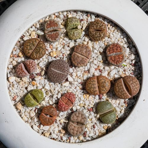 120 piezas semillas de plantas lithops - plantas en maceta resistentes, semillas de planta plantas en macetas resistentes al exterior Plantas de balcón resistentes bonsái flores del
