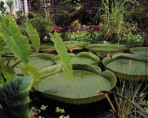 Posterazzi DPI1798314LARGE Amazon Lily, The Victoria, Palm House, Botanic Gardens, Co Dublin, Ireland Photo Print, 32 x 24, Multi