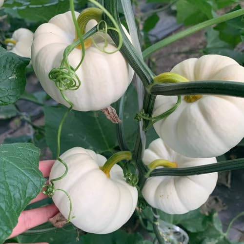 kürbissamen bio - gartenpflanzen winterhart mehrjährig gemüsesamen alte sorten hochbeete für garten 10pcs