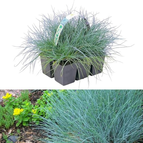 6 x Festuca Blue Grasses in 9cm Pots - Blue Grass Plants Ready to Plant - Easy to Maintain