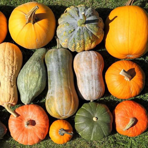 semillas de calabaza orgánicas, invierno interior ornamentales 35pcs