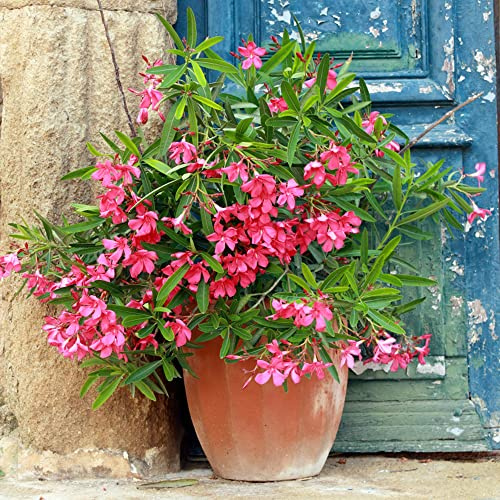oleandro da giardino resistenti Nerium oleandro decorazione di in vaso resistenti da balcone primaverili rampicanti arbusti giardino in miniatura, e 22semi