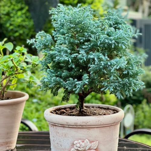 cipresso decorazione giardino biologiche d'appartamento 20semi