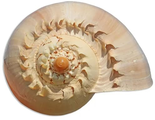 Grand coquillage naturel de la plage de la mer, Coquillages naturels dorés géants 10-23 cm for décoration d'aquarium, bricolage, collection for mariage, fête sur le thème de la plage(22~23cm)