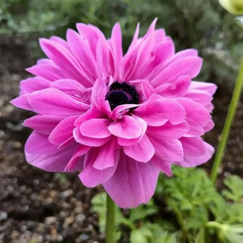 semi di anemone to perenni anemone autunnale resistente recisi biologici per aiuola da balcone perenni resistenti per luoghi soleggiati 250pcs