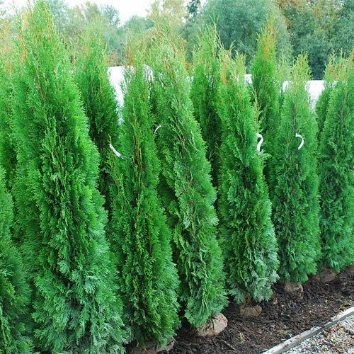Tuia smeraldo Thuja occidentalis Smaragd pianta da siepe sempreverde in vaso 9x9 cm h. 30/50 cm Vivaio di Castelletto