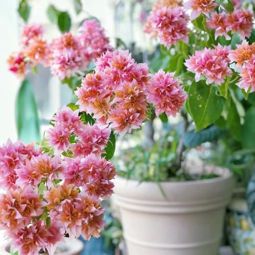 Semi resistenti di bouganville, ospiti Bougainvillea spectabilis, Le da giardino roccioso 200pcs