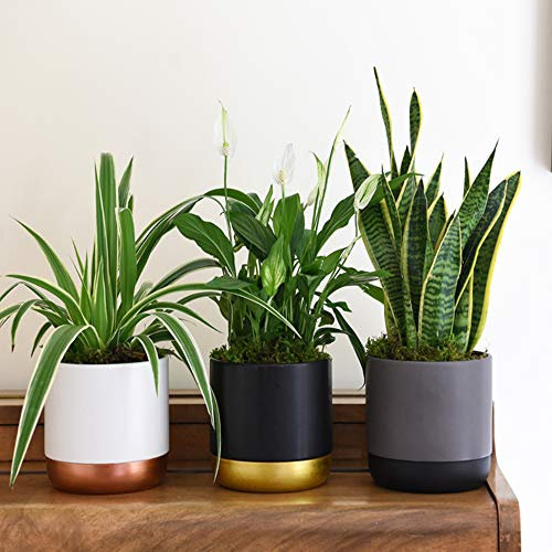 Air Purifying Plant Collection 6 Indoor House Plants Snake Plant, Peace Lily, Spider Plant, Perfect for Cleaning Air at Home in Office, 6X 12cm Pots One of Each by Thompson and Morgan (6)