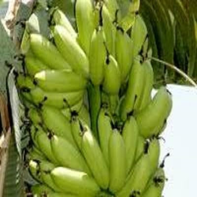 Musa paradisiaca Semi piantaggine Banano Tropicale contenitore o standard (10)