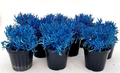 POWERS TO FLOWERS - LAVANDA COLOR LIFE BLU, 9 PIANTE, VASO 14CM DIAMETRO, piante vere