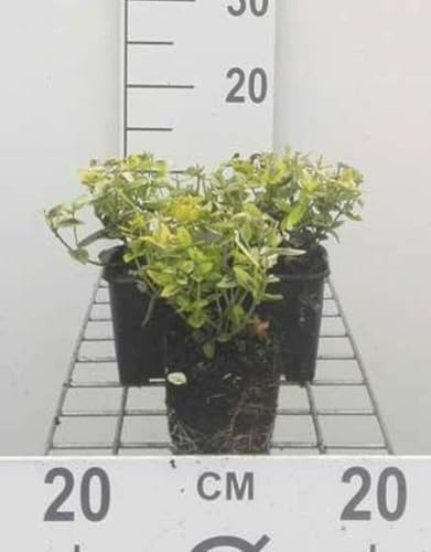 12 x Euonymus fort Em n Gold - Fusain De Fortune, Bonnet Carré en pot 9 x 9 cm