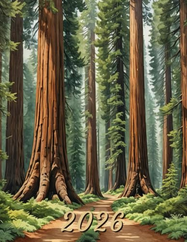 2026: Large Monthly Calendar Planner – Watercolor Path Through Sequoia Trees Scenery