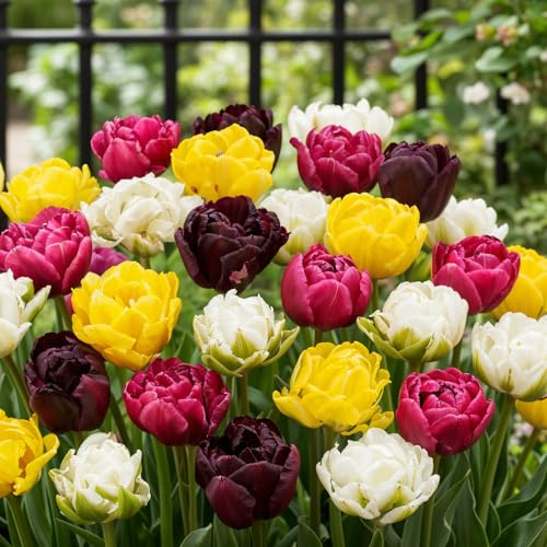 FLORIUM 25 x dubbel blommande tulpanlökar vårblandning | Exklusiv tulpanlökar från Holland | Minst 5 olika sorter och färger | vinterhärdiga och fleråriga