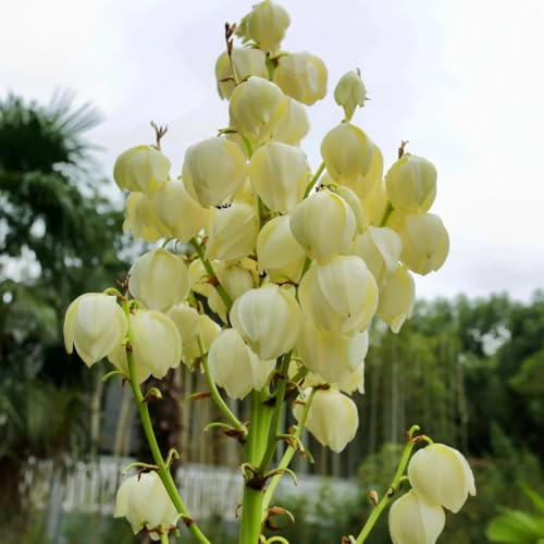 Comprar semillas de lirio de palma - para exterior de jardín perennes resistentes de mariposas 400pcs