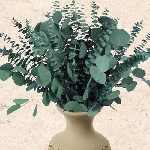 32 Pcs Large Dried Eucalyptus & Silver Dollar Leaves Bundle - 100% Natural Real Fresh Plants, 17 Preserved Eucalyptus Stems for Shower Hanging, Bathroom Decor, Garland, Greenery Plant (32)