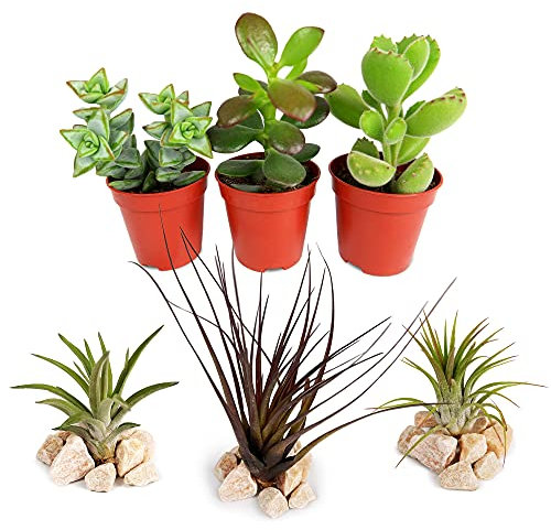 Succulent and Air Plant Mix - 3 Air Plants - 3 Succulents for Beginners - Indoor Plants