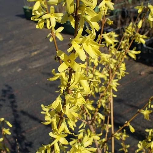 Forsythia ovata Dresdner Vorfrühling - Vorfrühlings-Forsythie - Goldglöckchen 60-100
