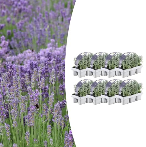 Lavanda angustifolia | 48 stuks - 15cm - Ø7cm - Pianta da giardino
